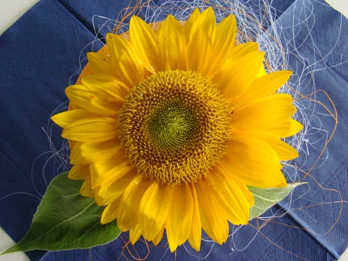 sdn08_1122
