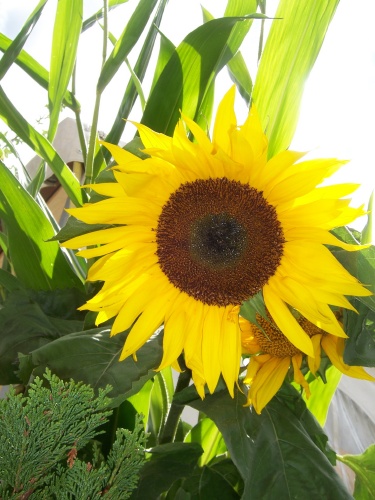 sdn09_1030