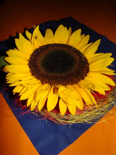 sdn10_2075