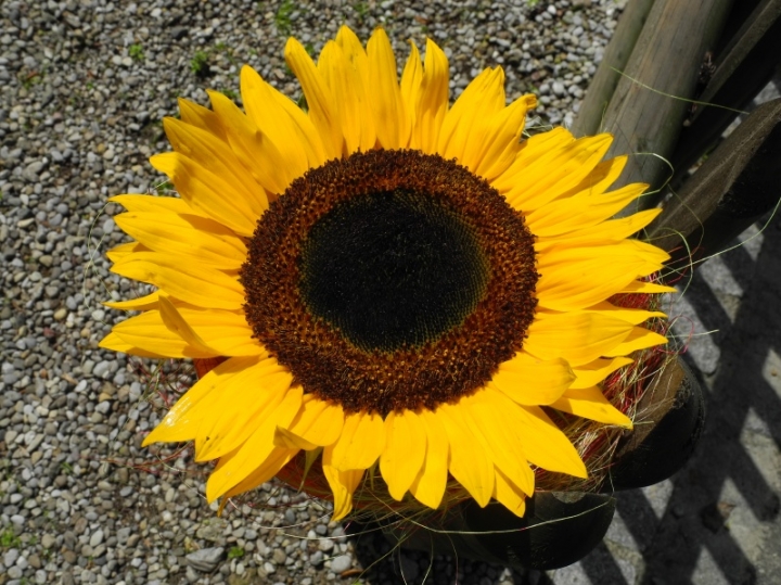 SDN14_1046
