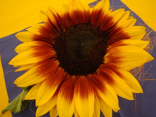 sdn08_1220