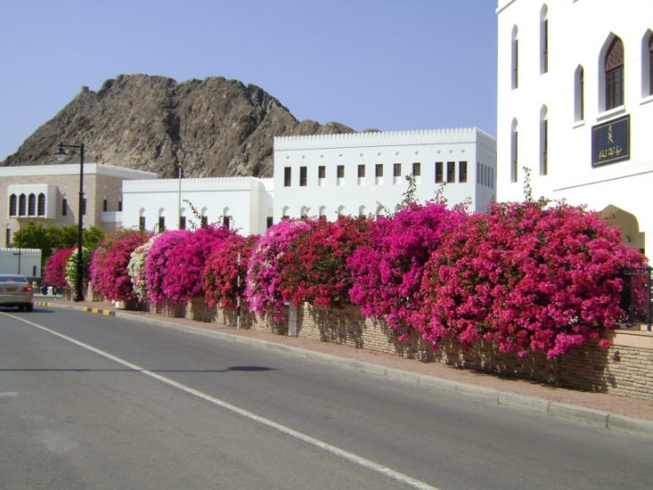 SDN2016_Musscat Oman (12)