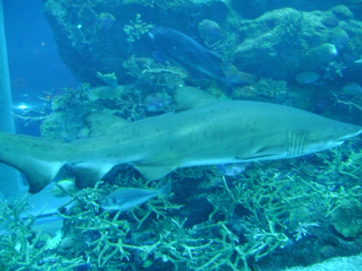SDN2016_Dubai BJ Mall Aquarium  (15)